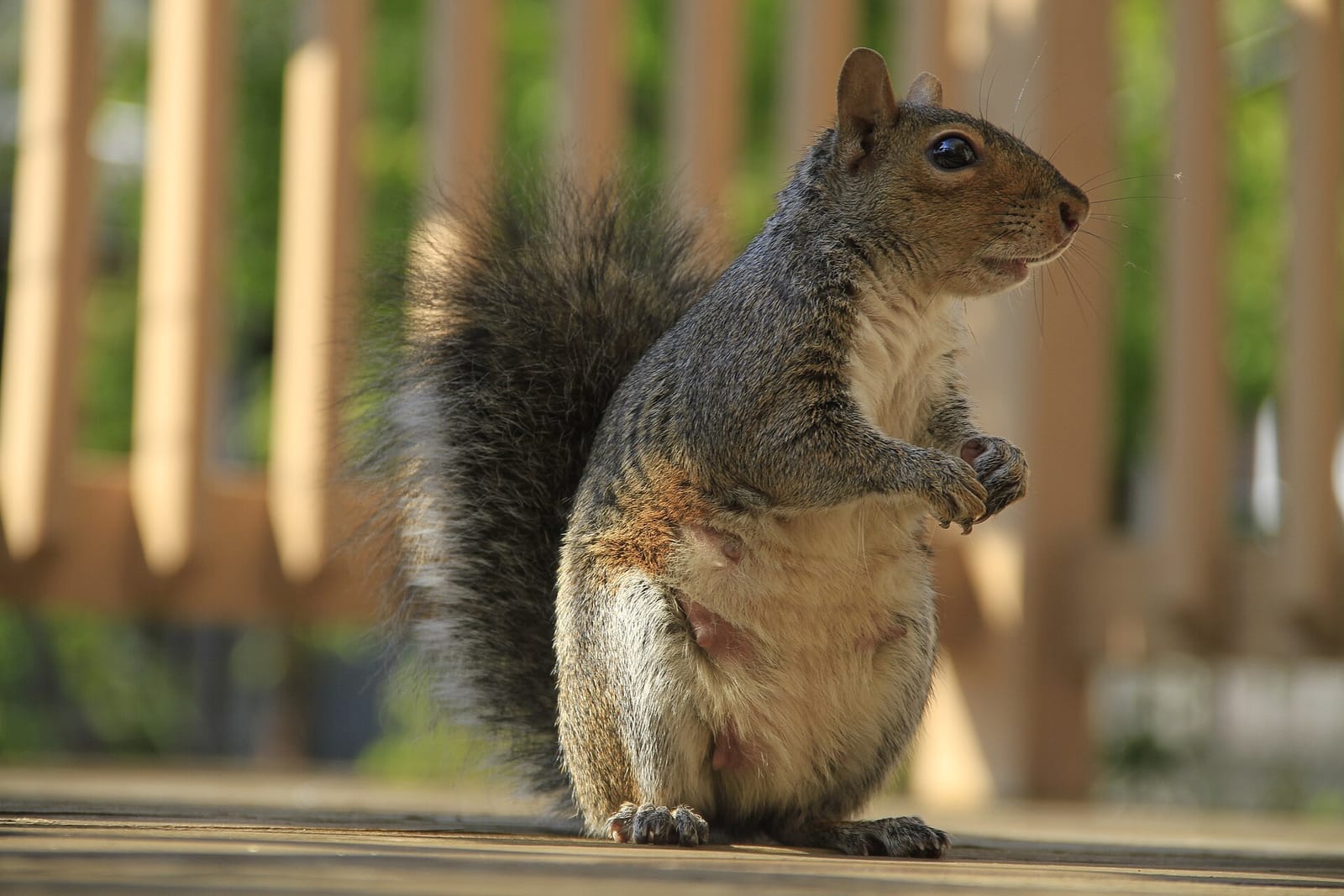 Photo of Eastern gray squirrel