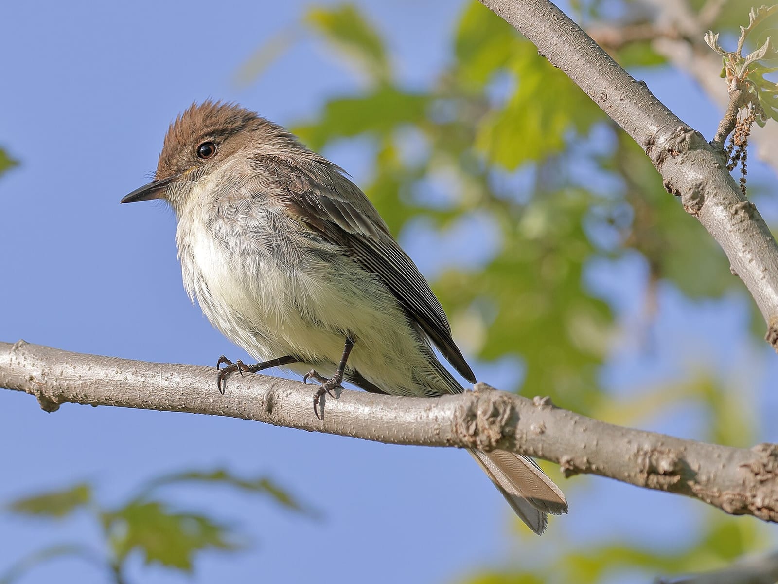 Photo of Eastern phoebe