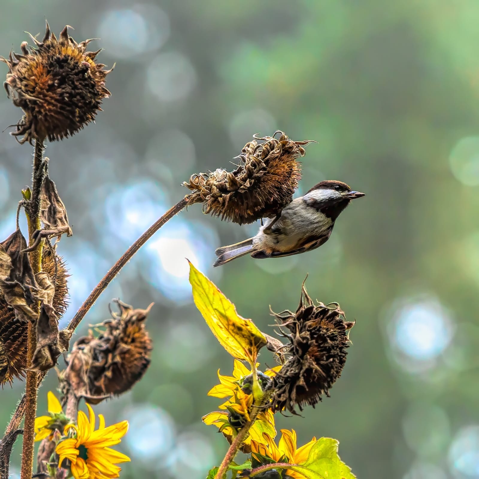Photo of Eastern songbirds (multi-species)