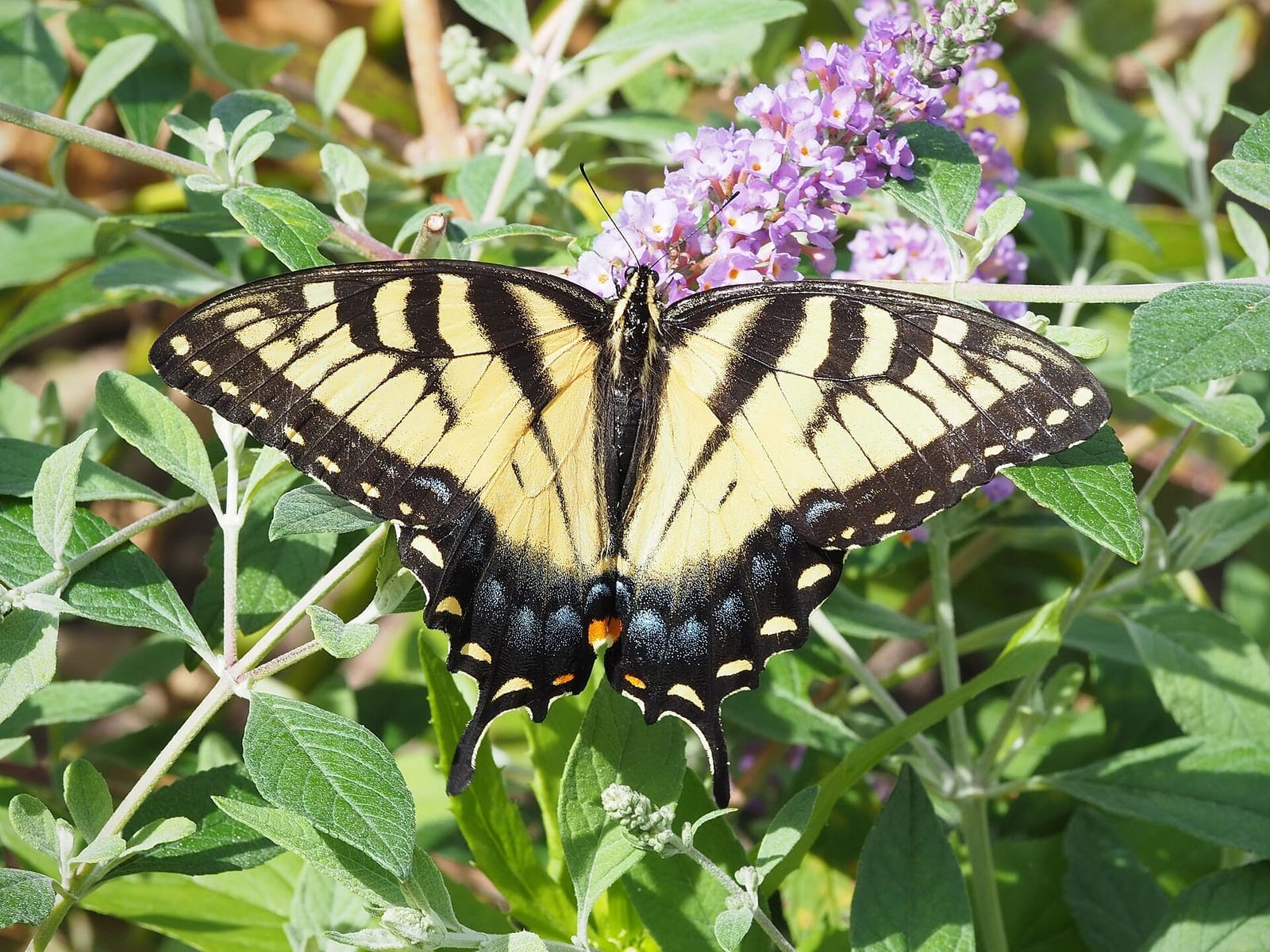 Photo of Eastern tiger swallowtail