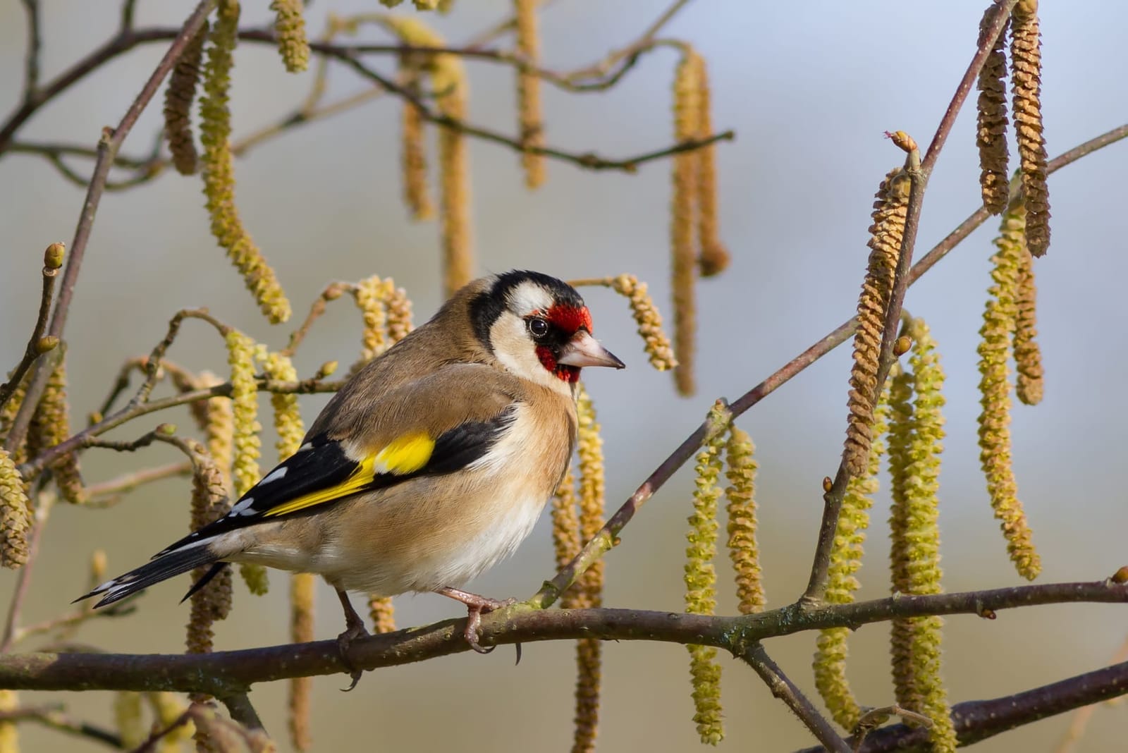 Photo of European goldfinch