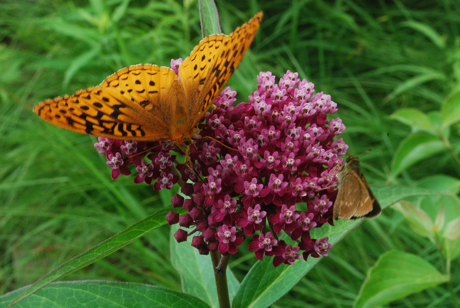 Photo of Great spangled fritillary