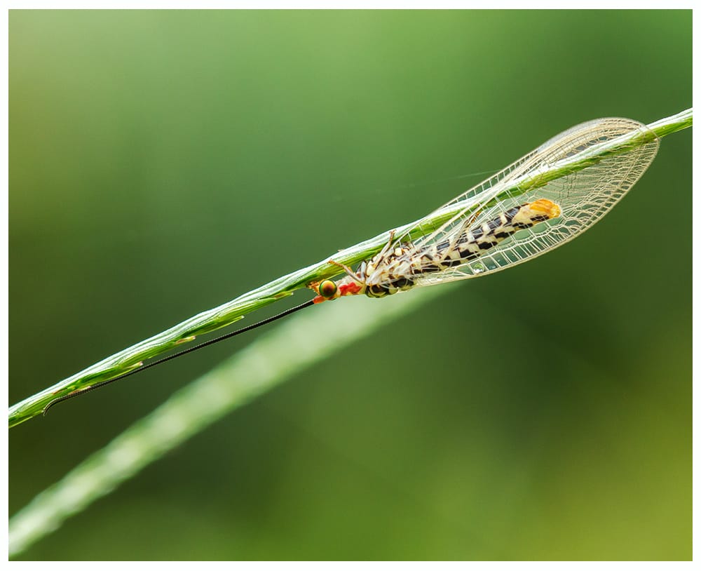 Photo of Green lacewings