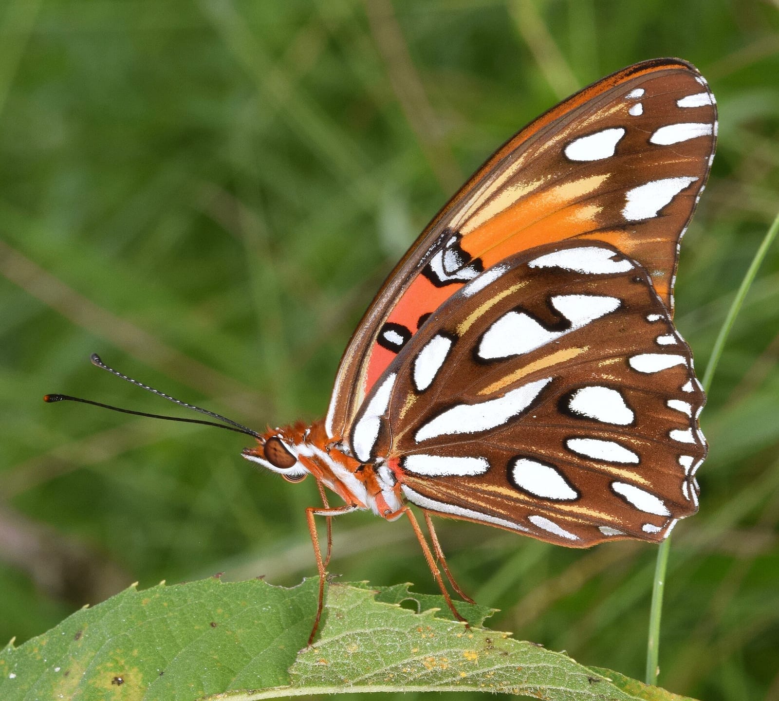 Photo of Gulf fritillary