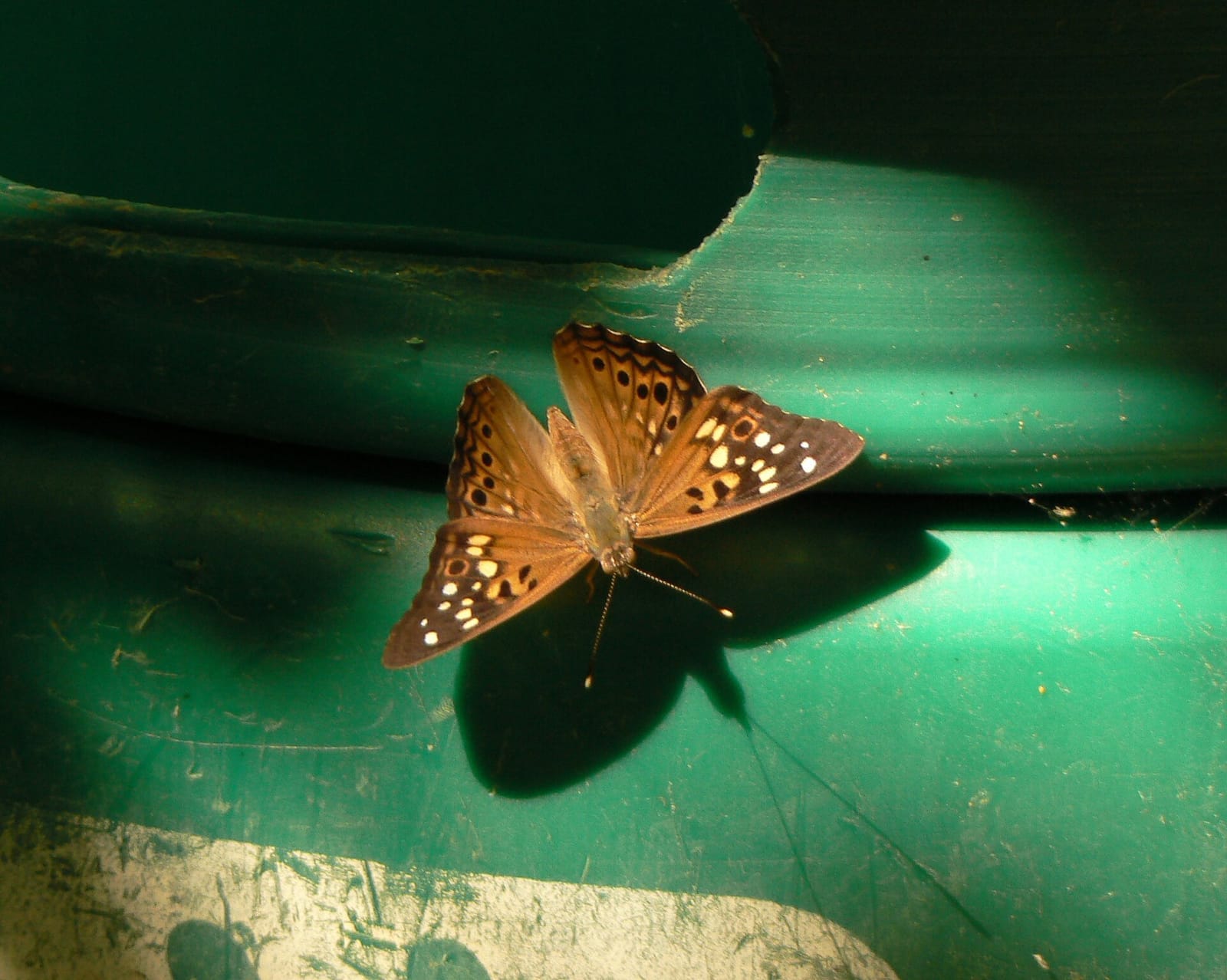 Photo of Hackberry emperor