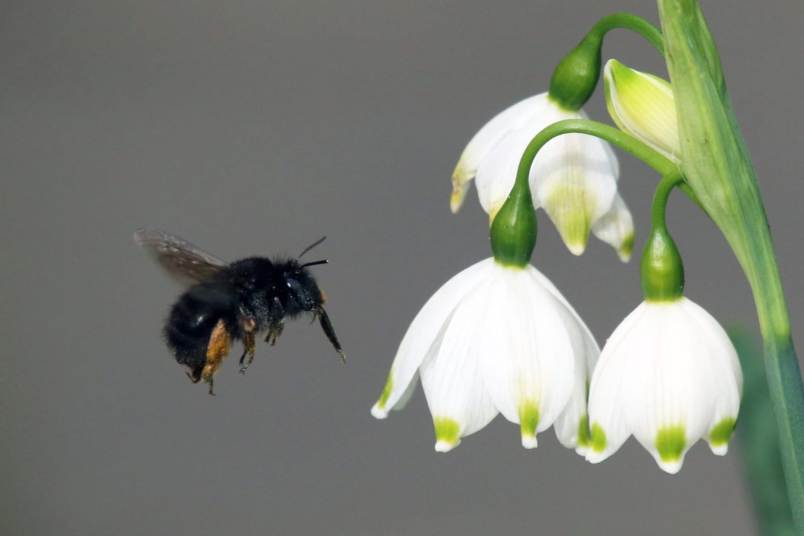 Foto de Abeja de primavera de patas peludas