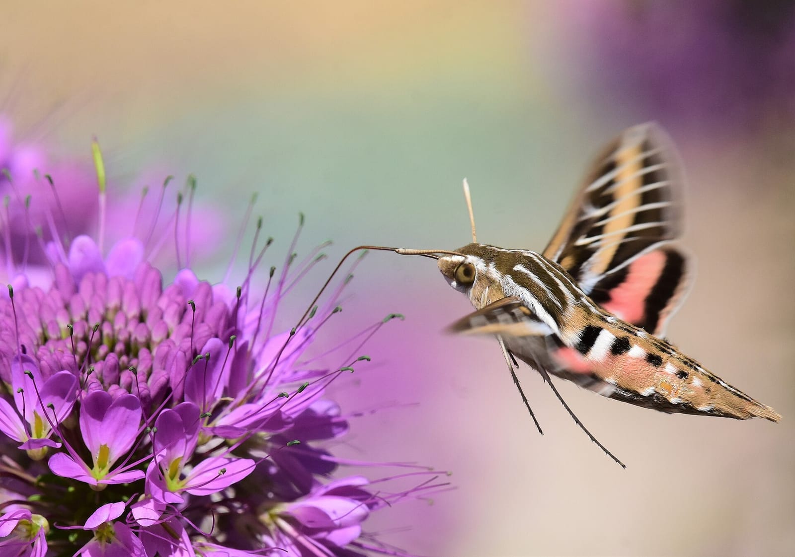 Photo of Hawkmoths