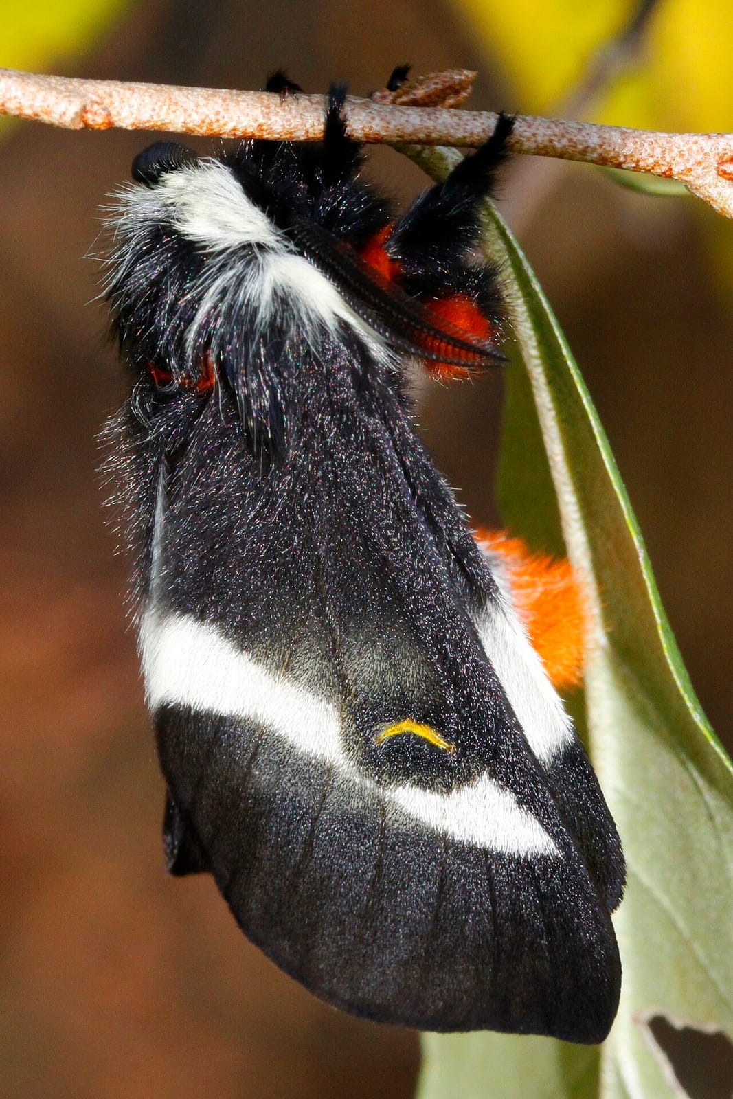 Photo of Buck moth