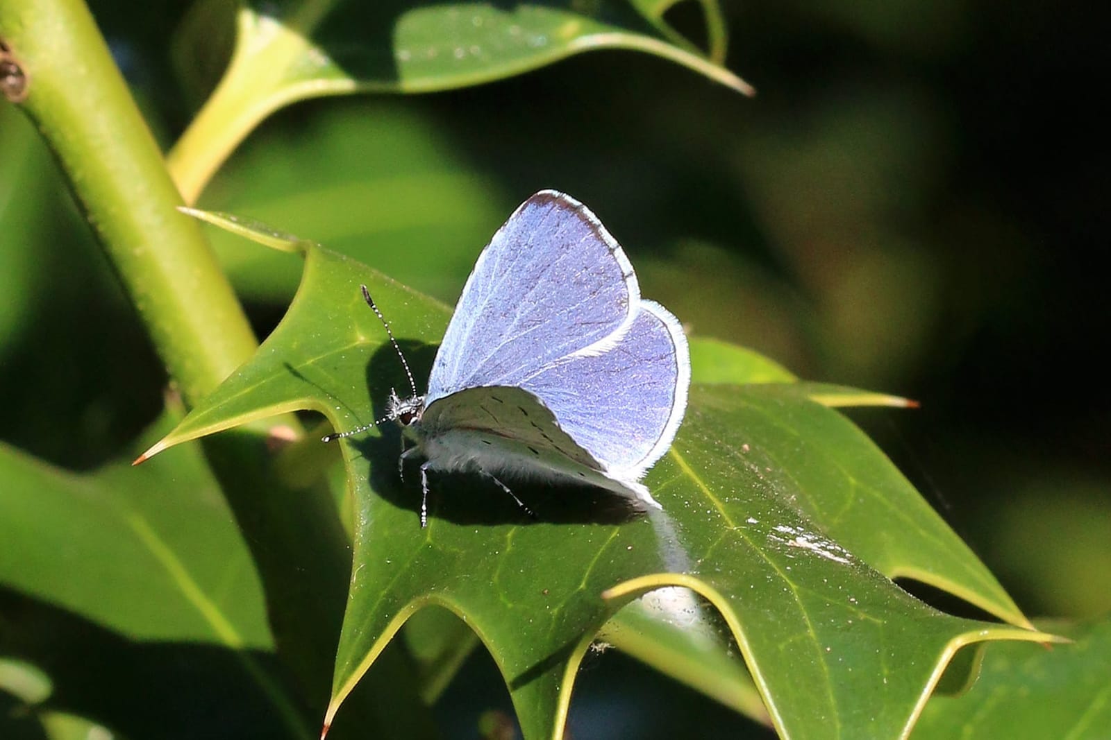 Photo de Azuré des nerpruns