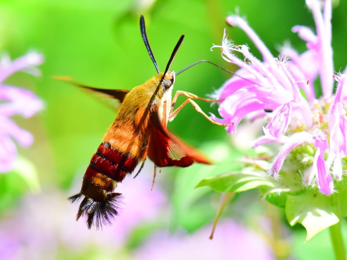 Photo of Hummingbird clearwing moth