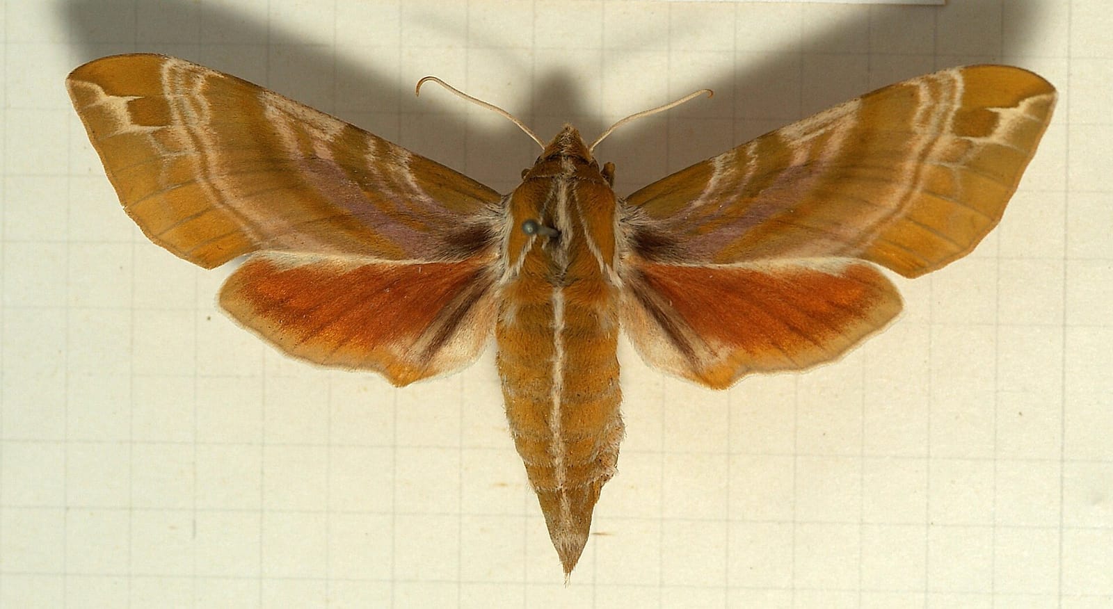 Foto de Mariposa-esfinge-da-hortênsia
