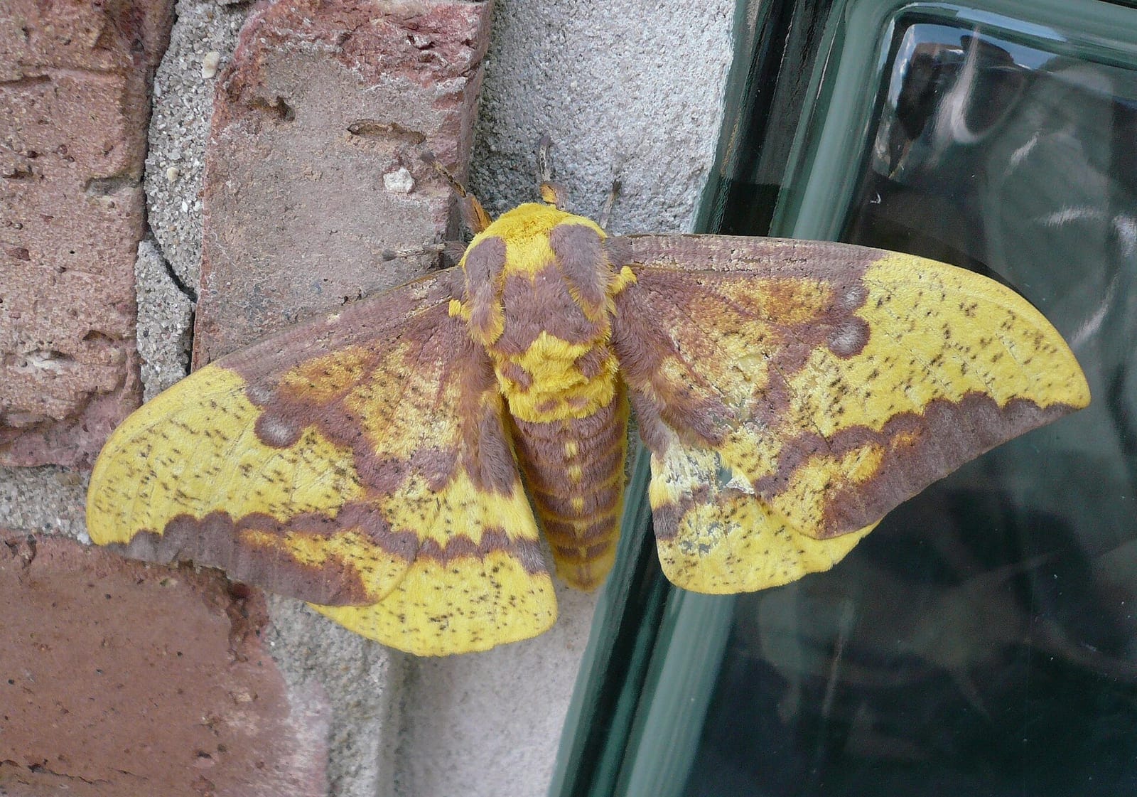 Photo of Imperial moth
