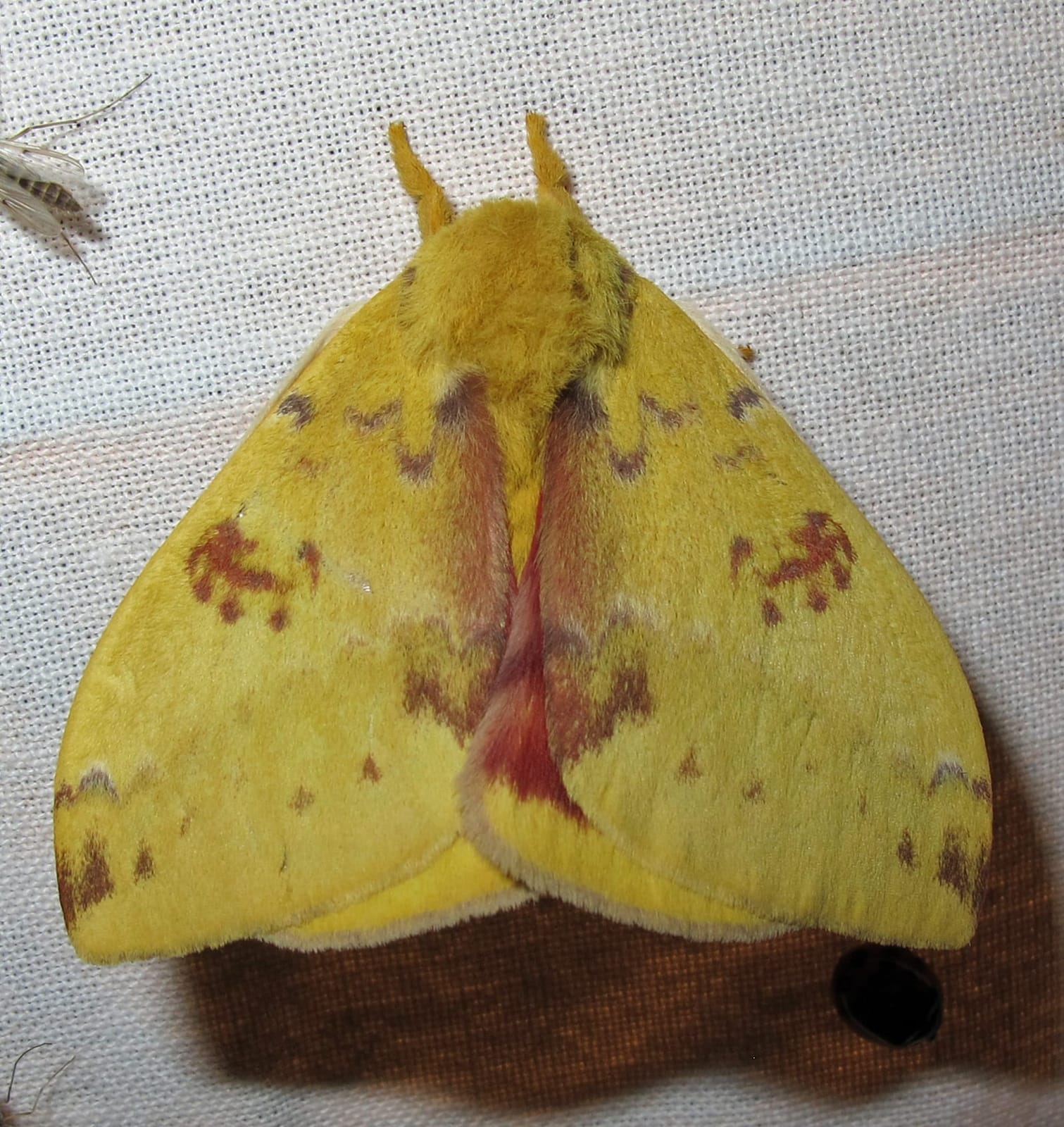 Photo of Io moth