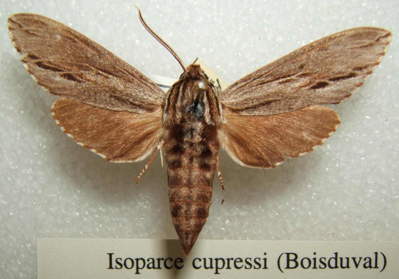 Photo of Baldcypress sphinx moth