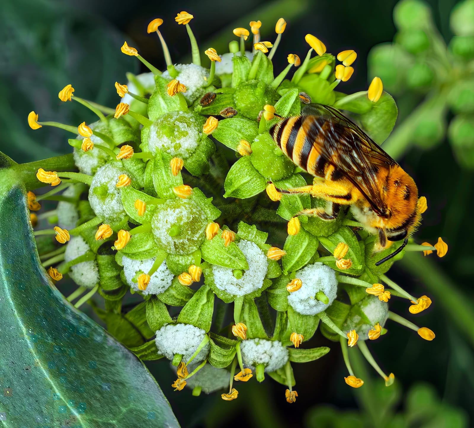 Foto de Abeja de la hiedra