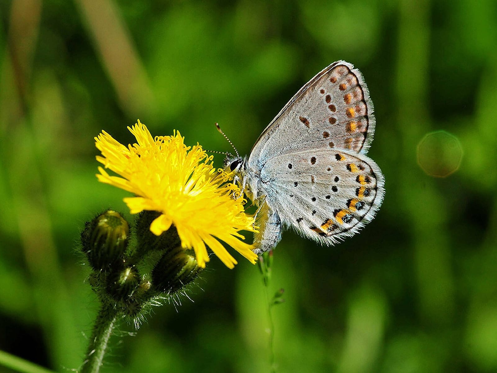 Photo de Bleu de Karner