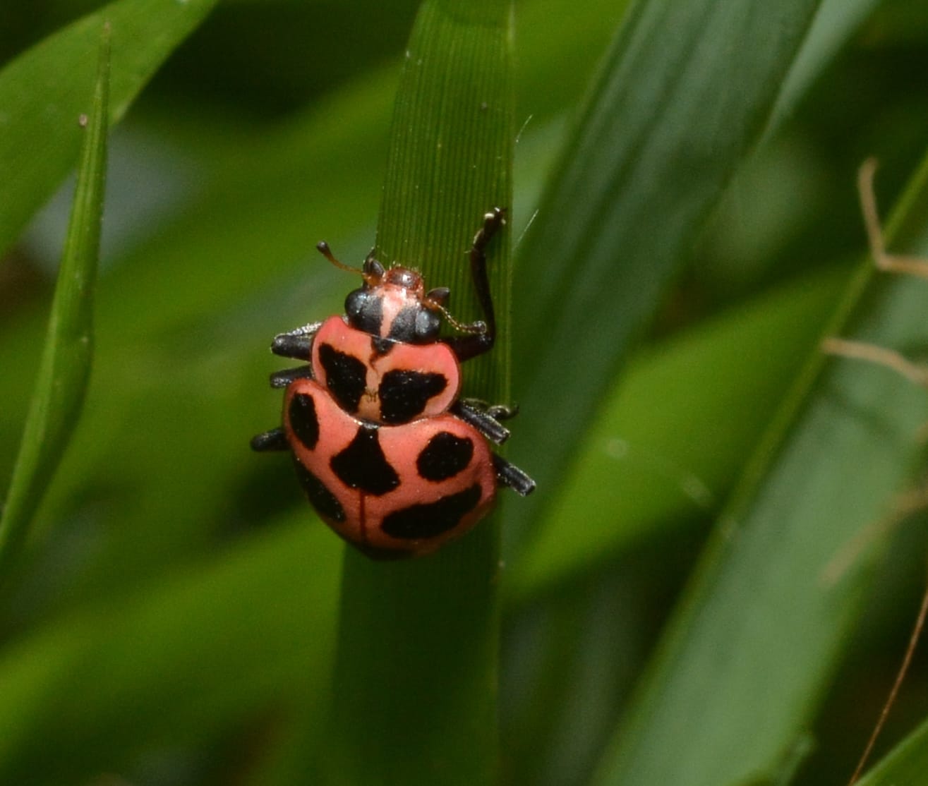 Photo of Lady beetles