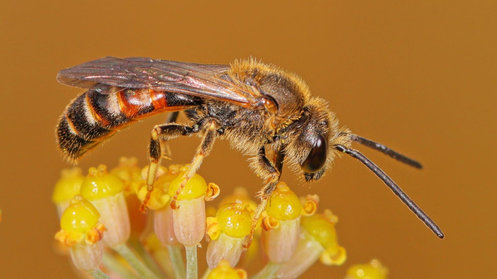 Foto de Abejas del sudor