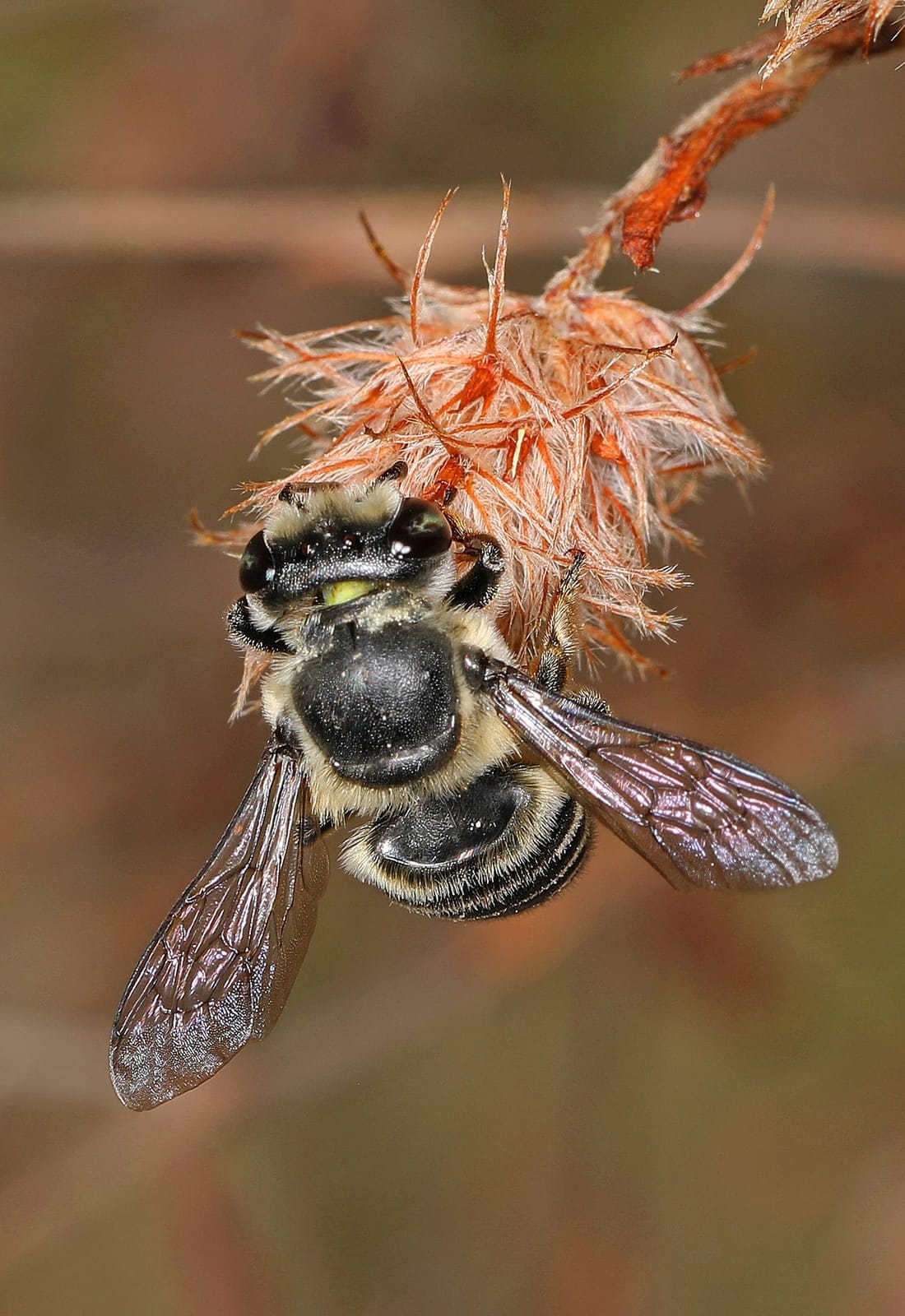 Foto de Abejas cortadoras de hojas