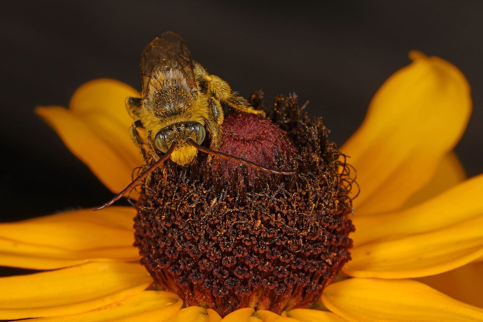 Foto de Abejas de antenas largas