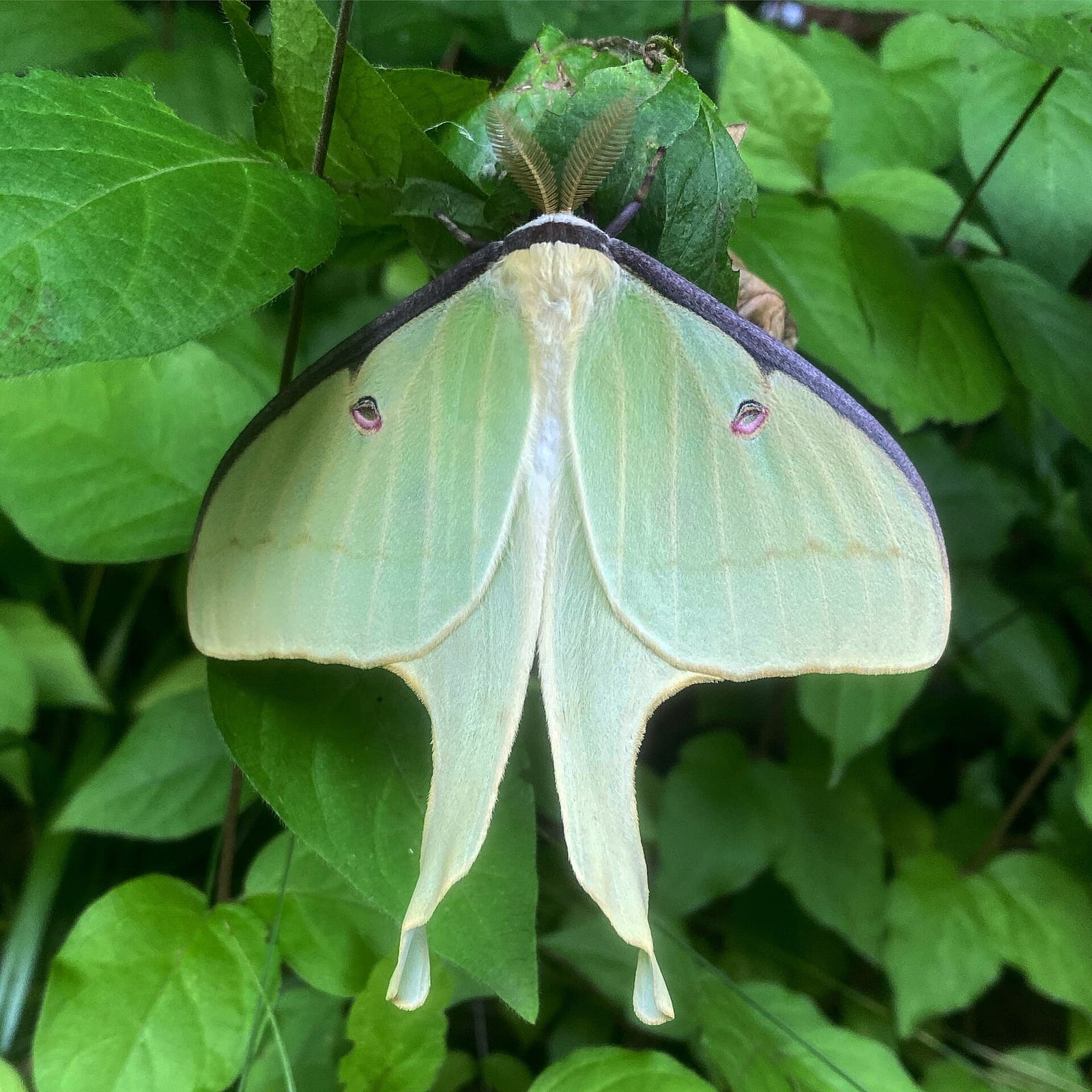 Photo of Luna moth