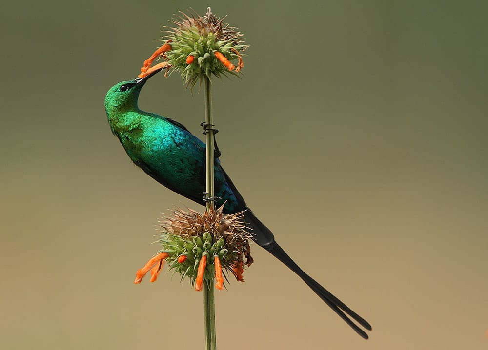Foto de Beija-flor-malaquita