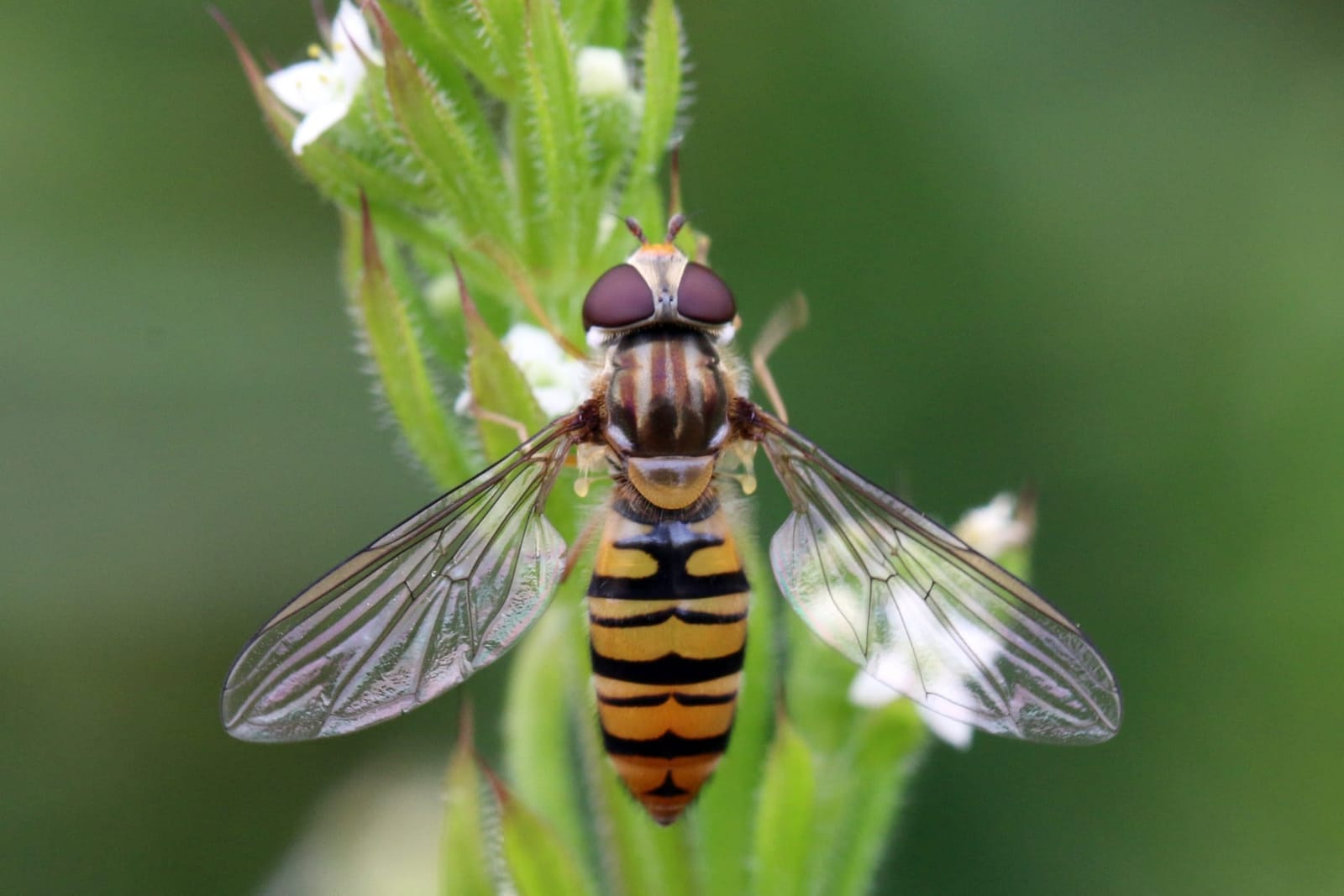 Photo of Marmalade hoverfly