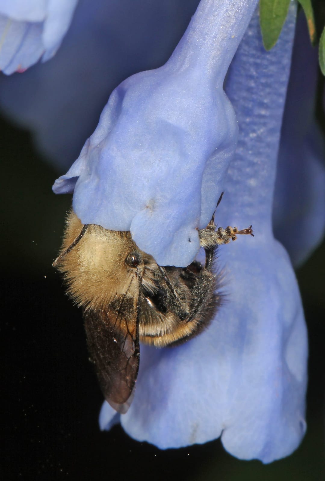 Foto de Abejas albañiles