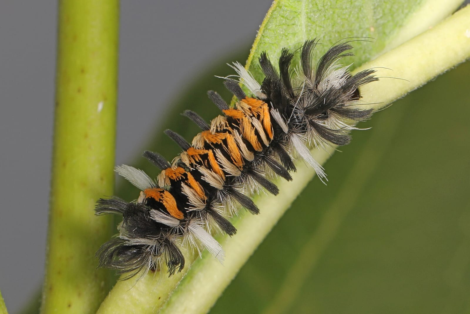 Photo of Milkweed tussock moth