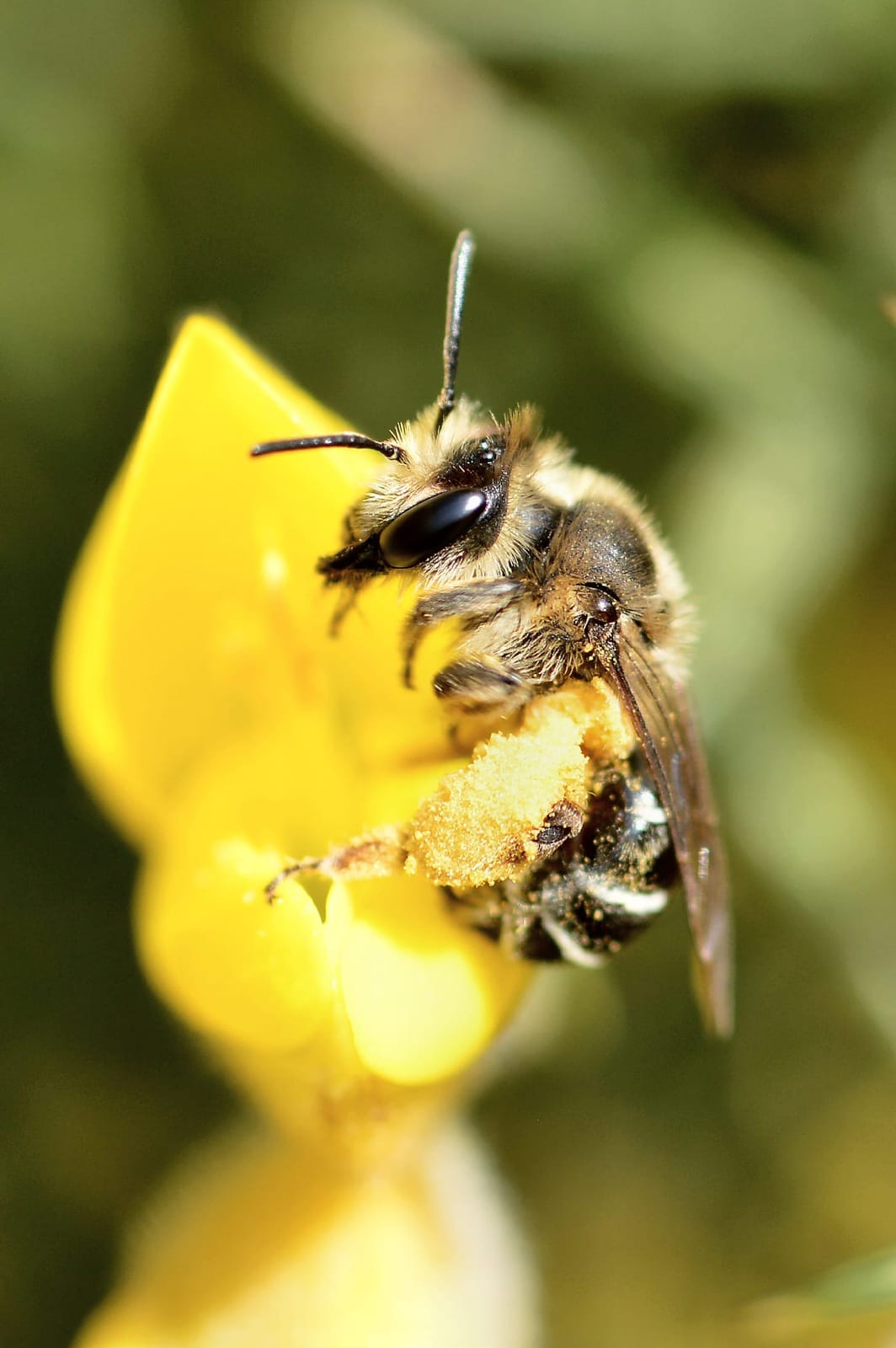 Foto de Abejas mineras