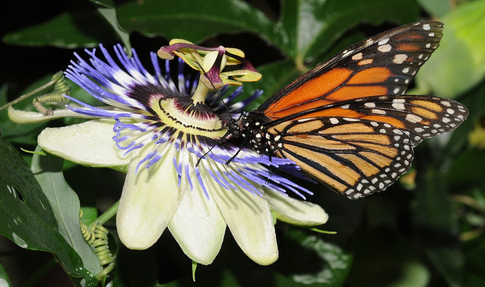 Photo of Monarch butterfly