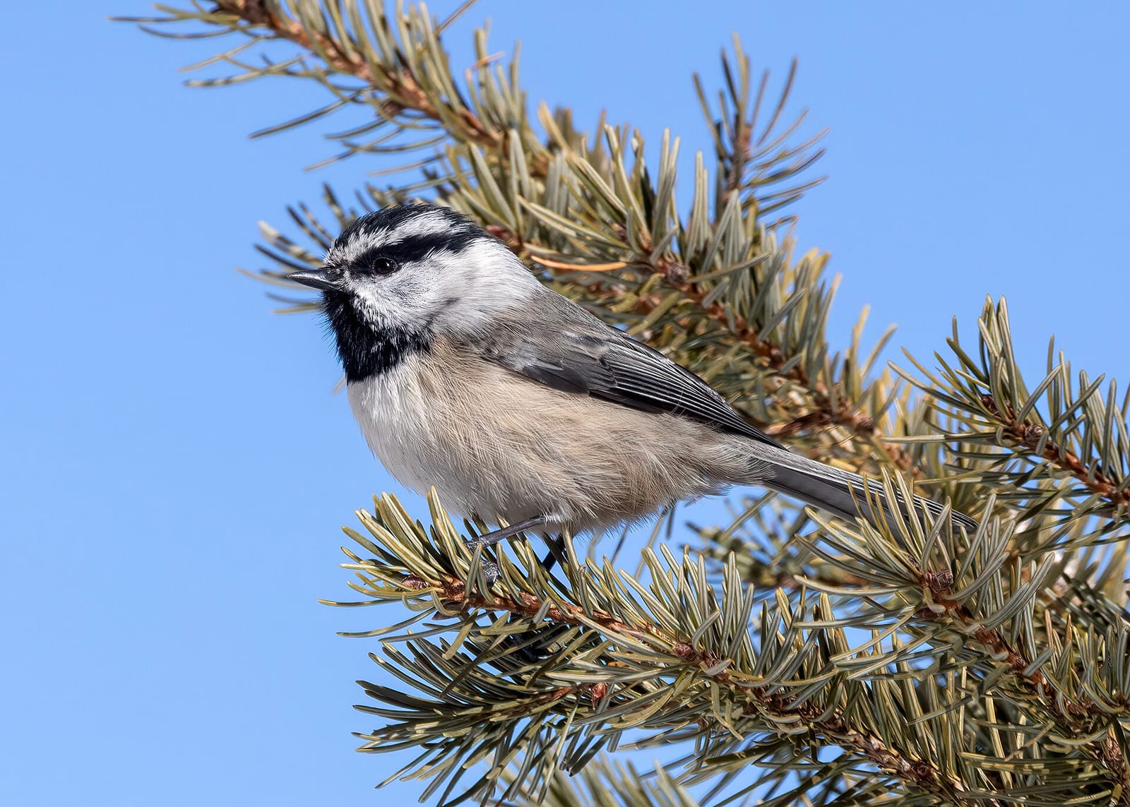 Photo of Mountain chickadee