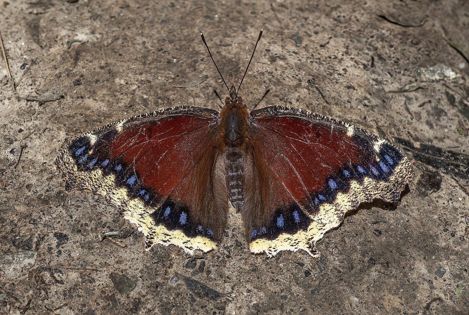 Photo of Mourning cloak