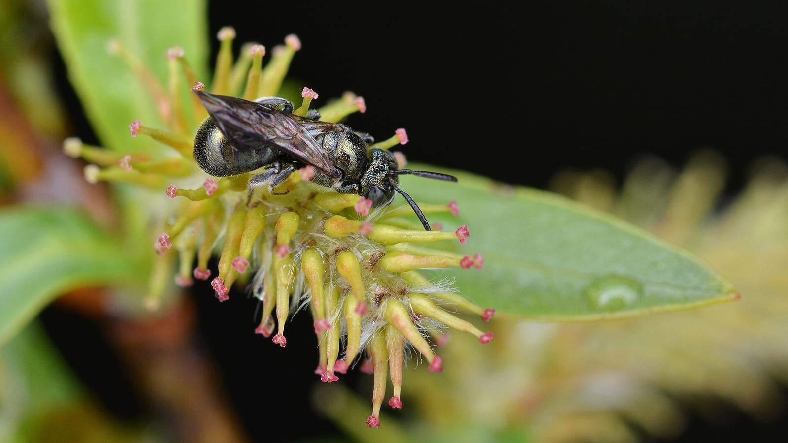 Foto de Abejas nativas anidadoras en tallos