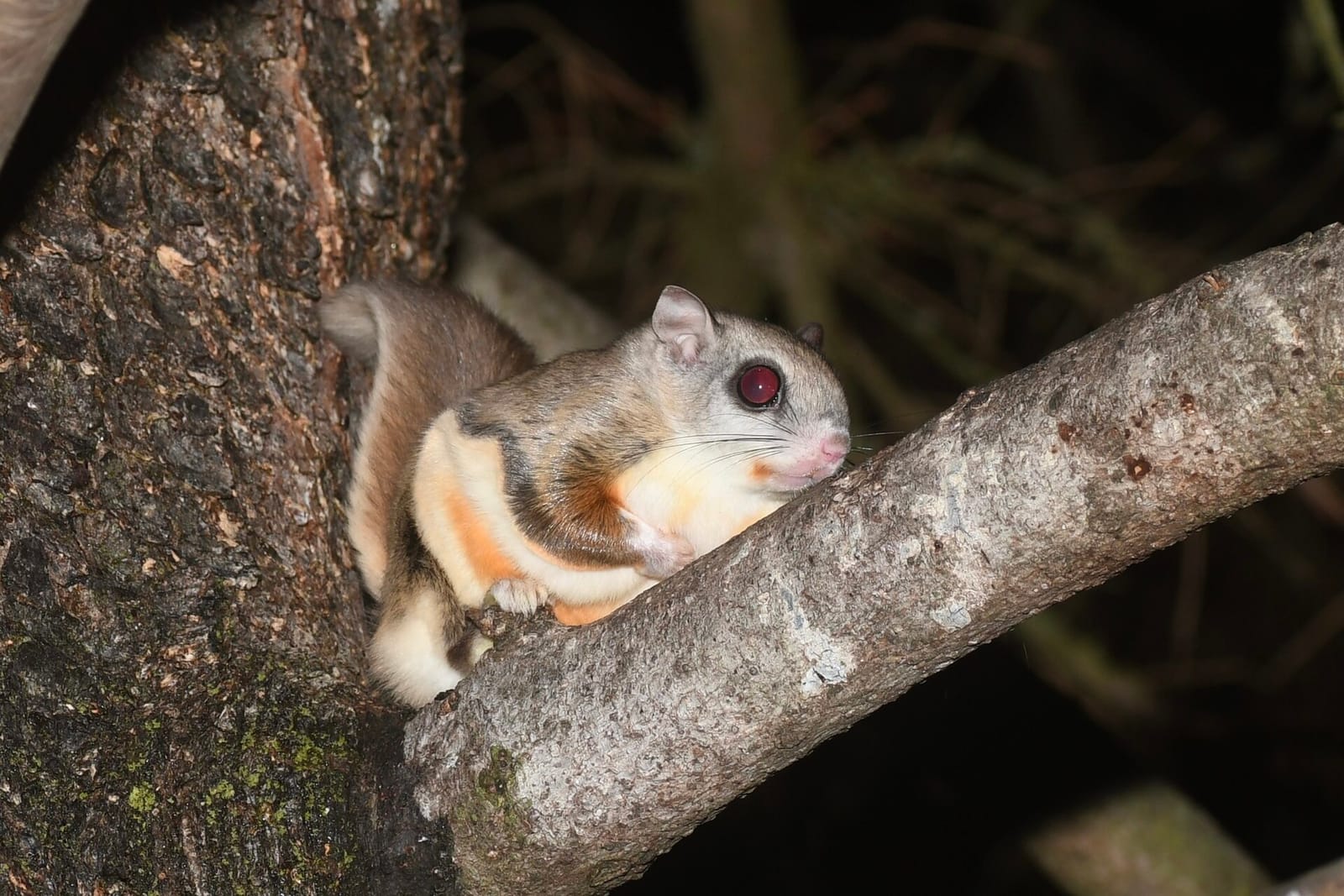Photo of Northern flying squirrel