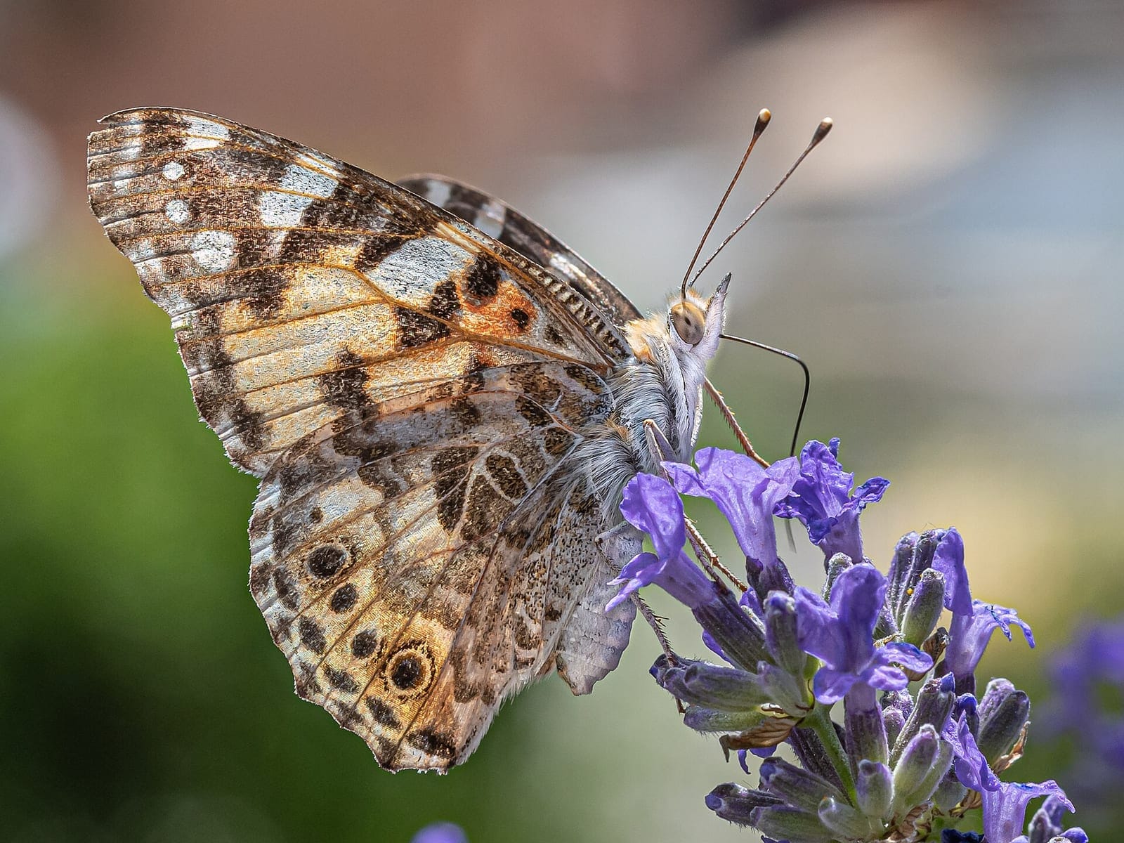 Photo of Painted lady