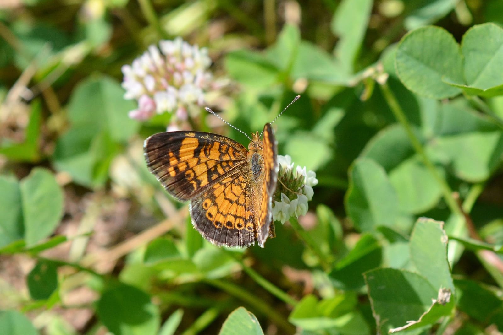 Photo of Pearl crescent