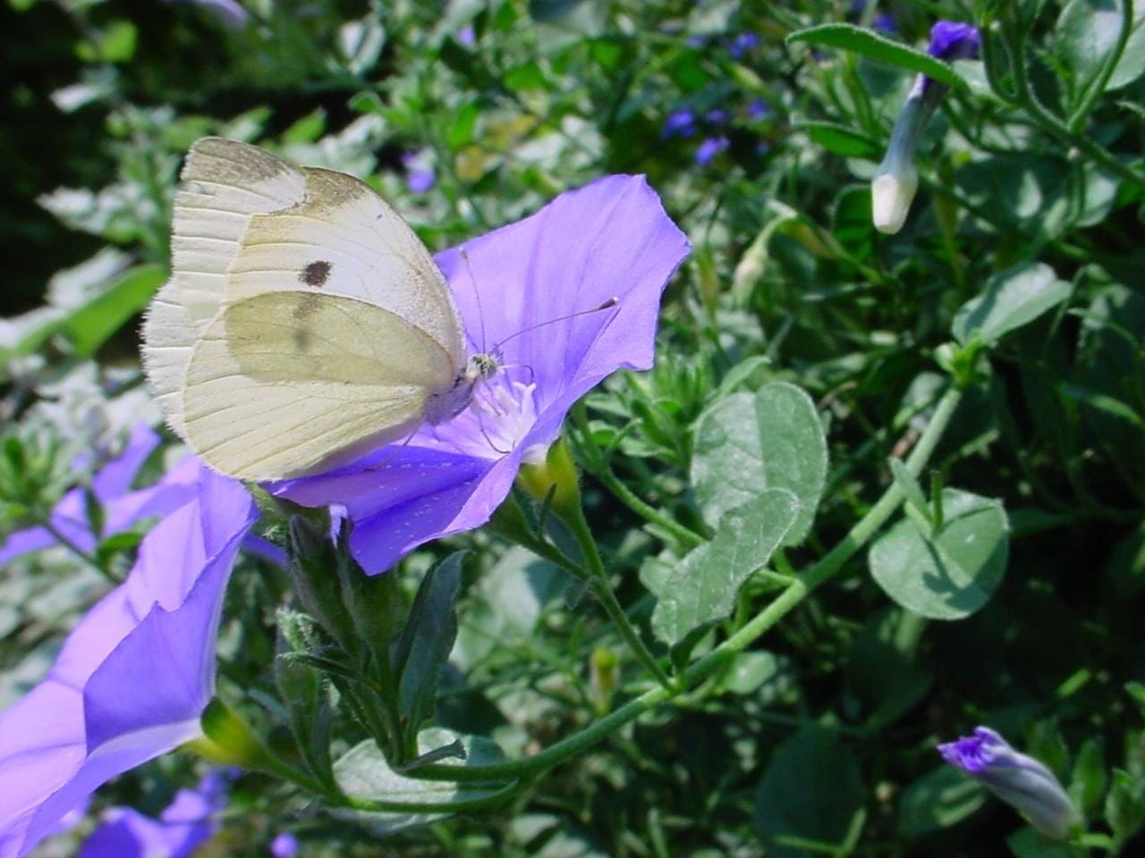 Photo of Cabbage white