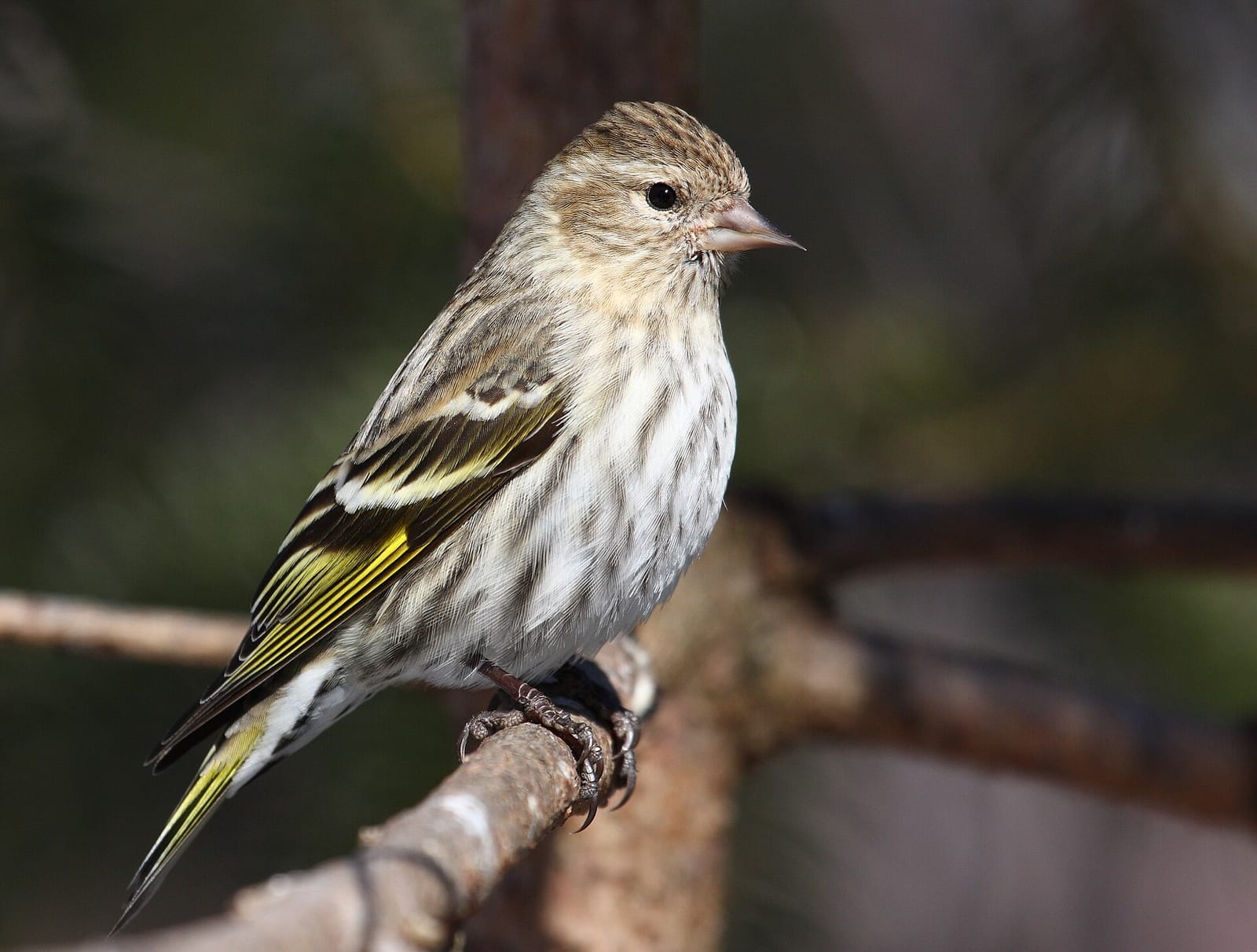 Photo of Pine siskin