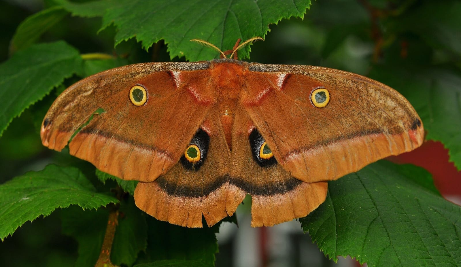Photo of Polyphemus moth
