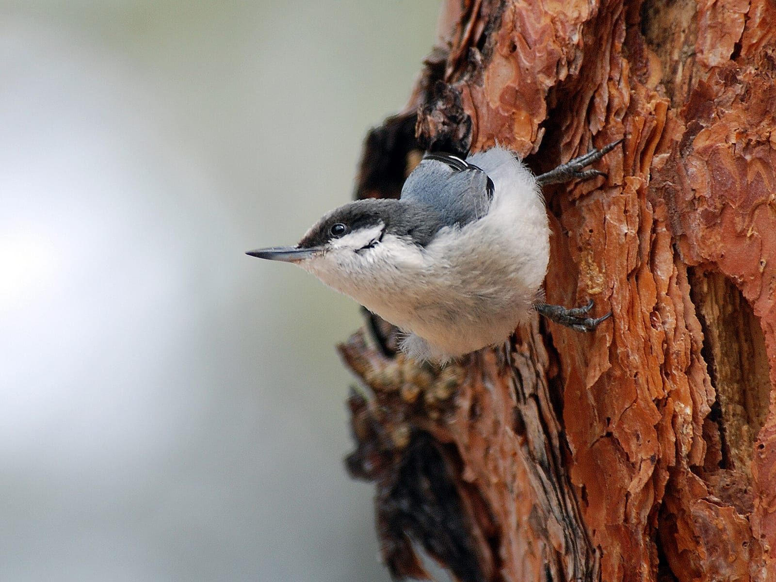 Photo of Pygmy nuthatch