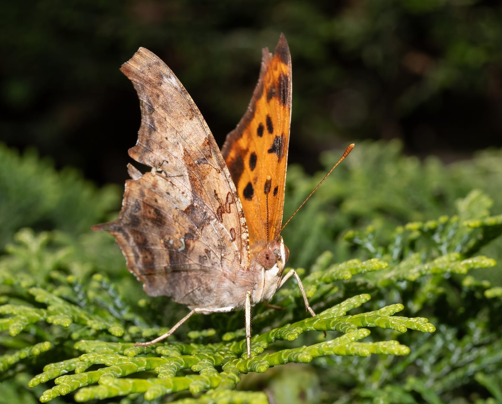 Photo of Question mark butterfly