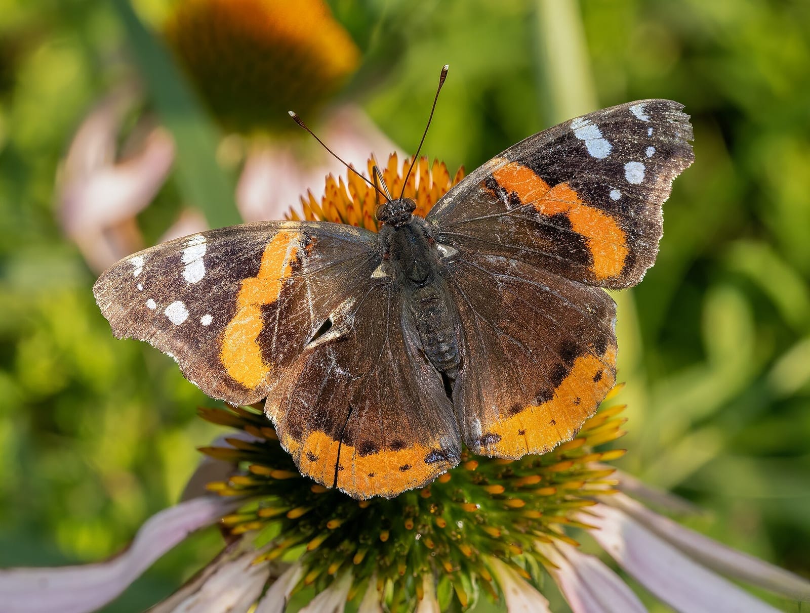 Photo of Red admiral