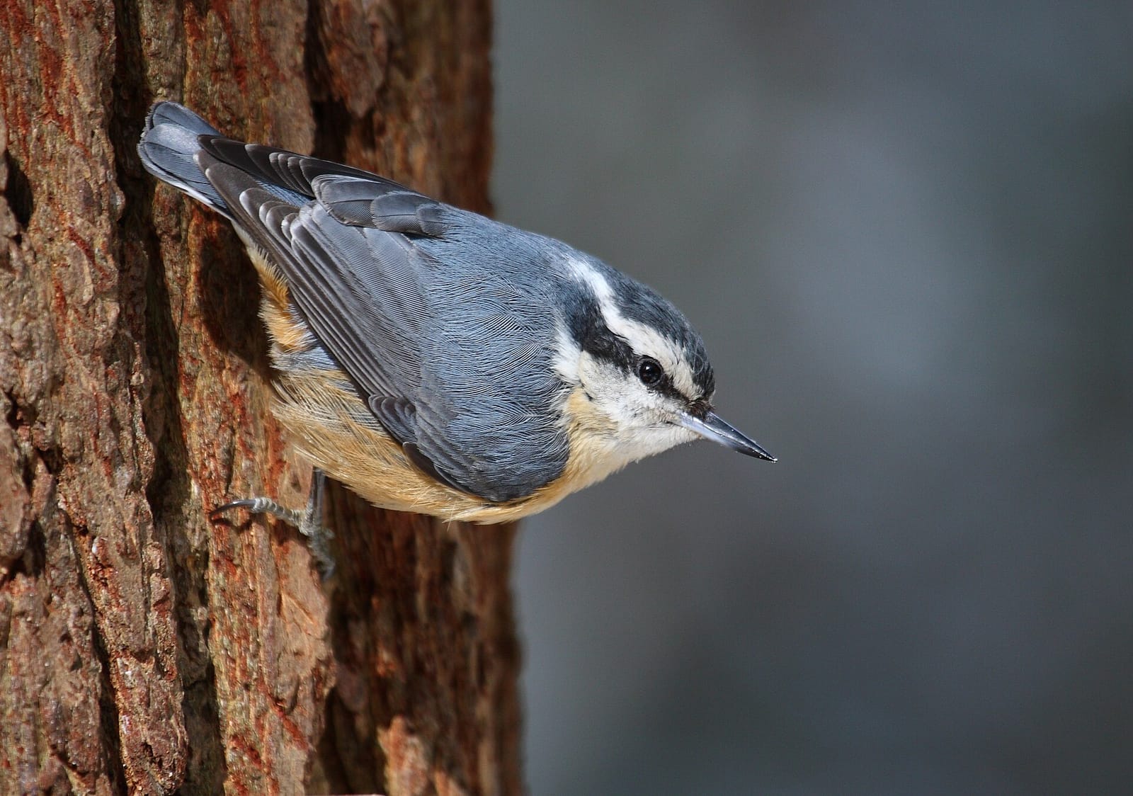 Photo of Red-breasted nuthatch