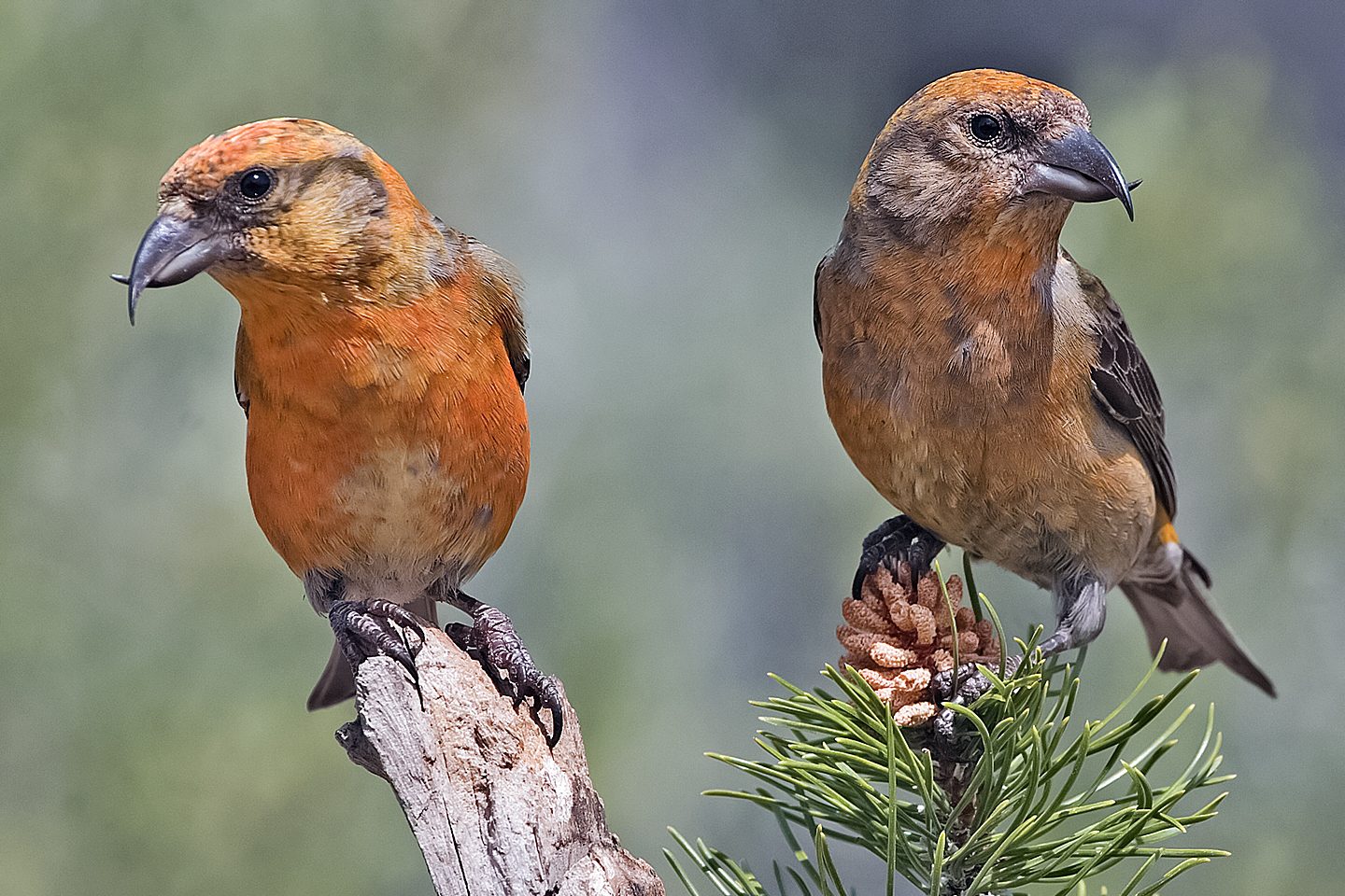 Photo of Red crossbill