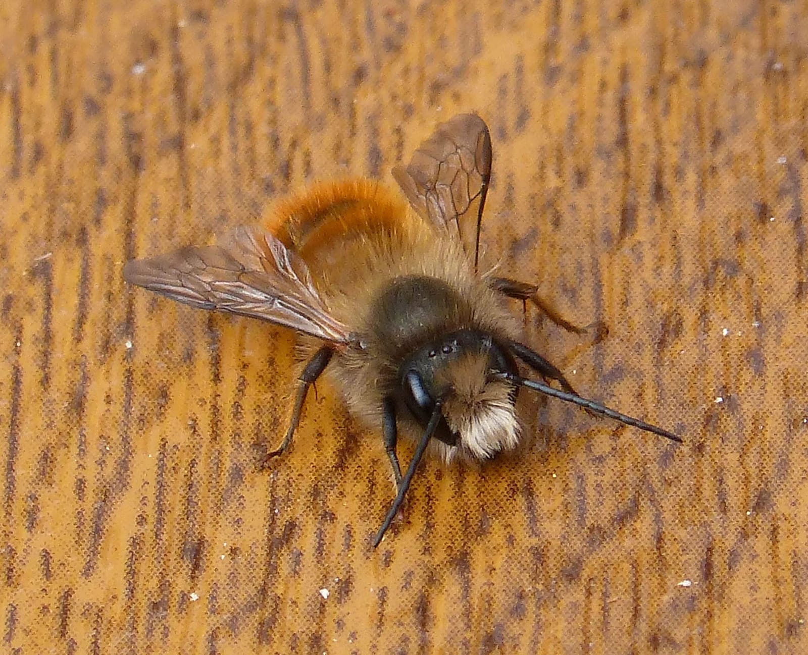 Foto de Abeja albañil roja