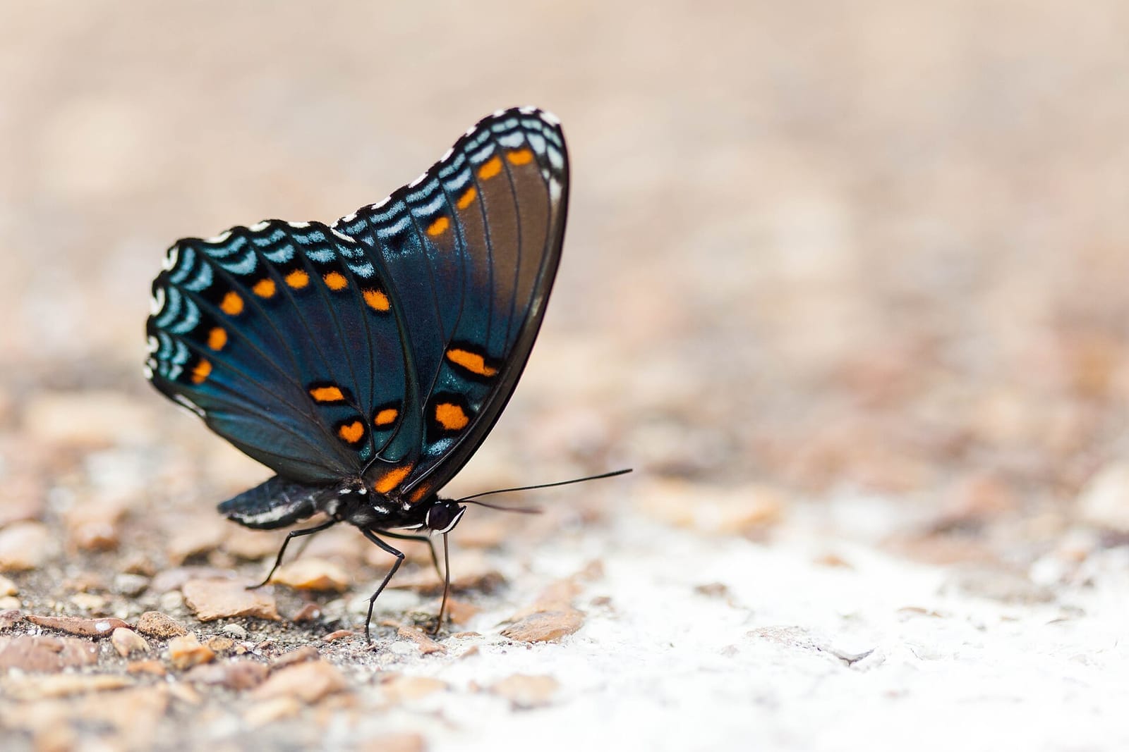 Photo of Red-spotted purple