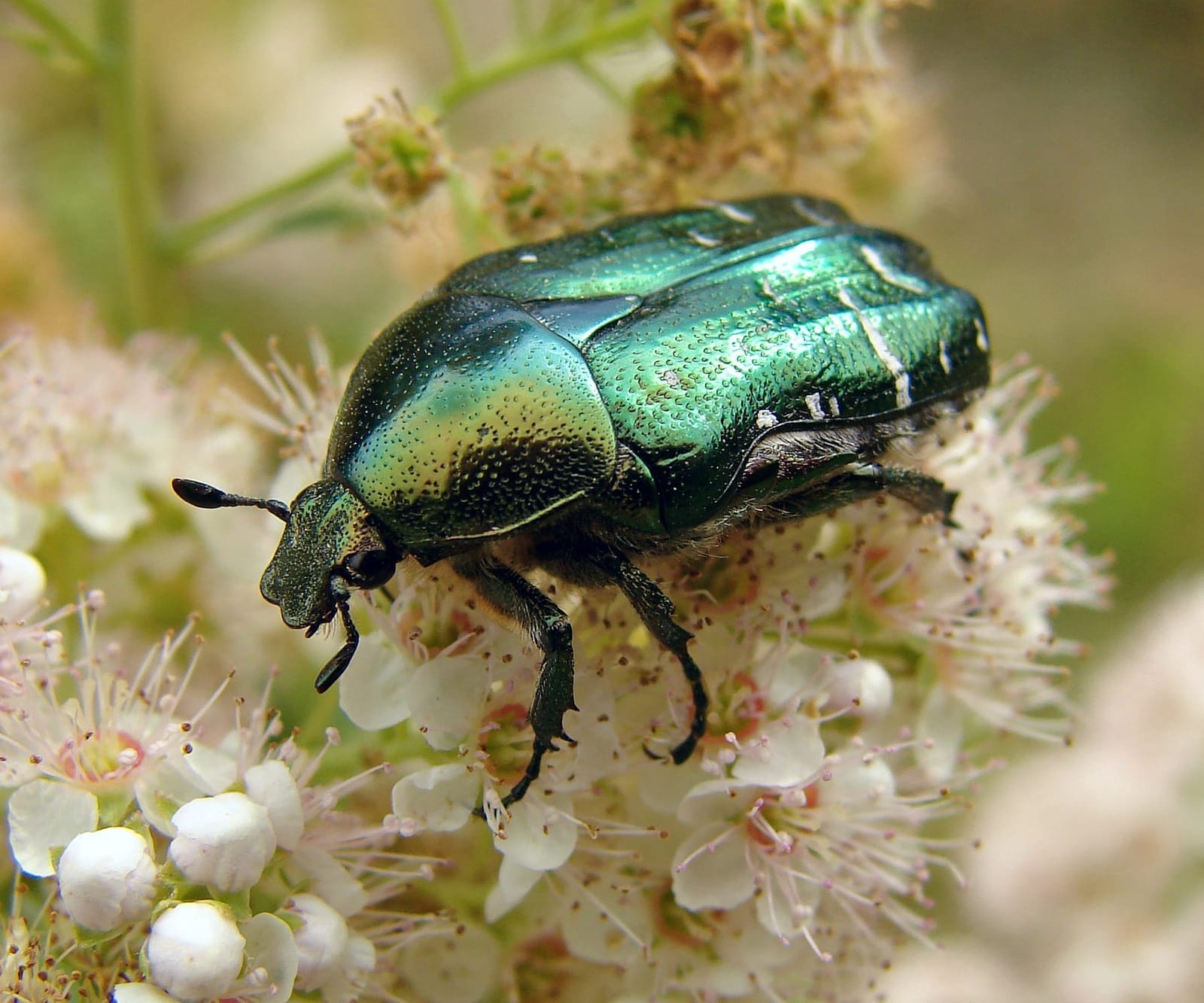 Photo of Rose chafer
