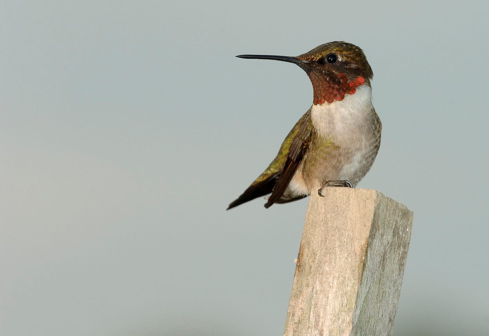 Photo of Ruby-throated hummingbird