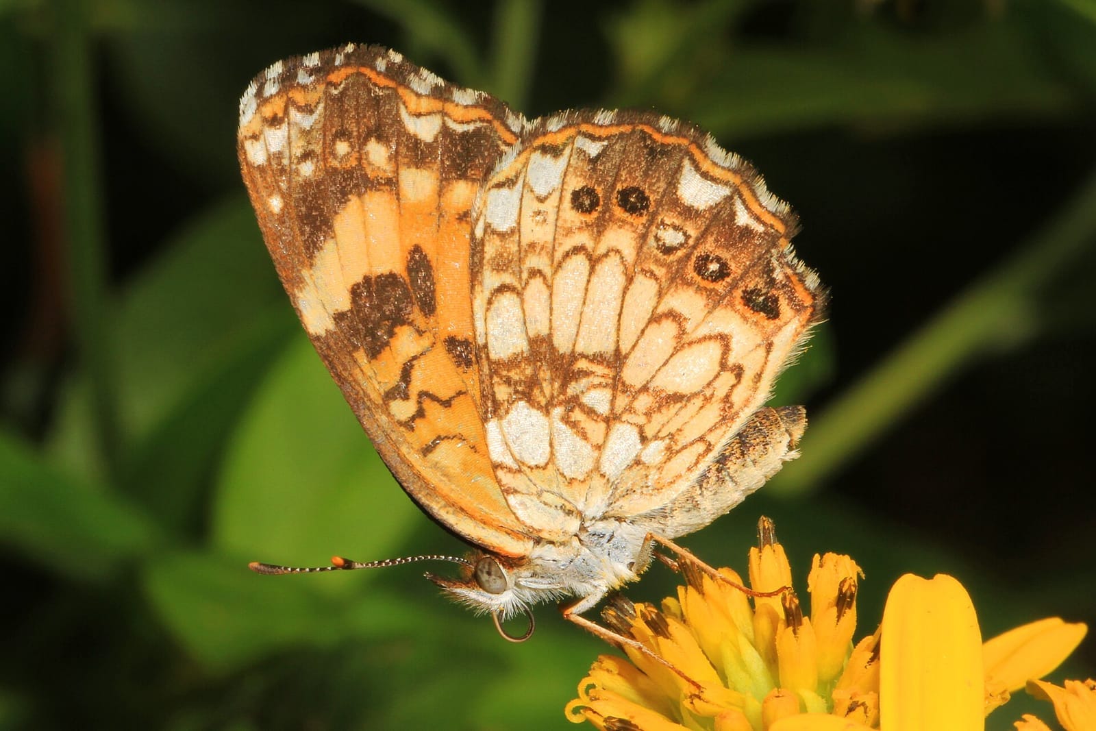 Photo of Silvery checkerspot